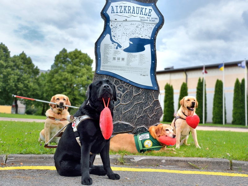 Service dogs Rīga, Rapsis, Pablo and assistance dog Elfa