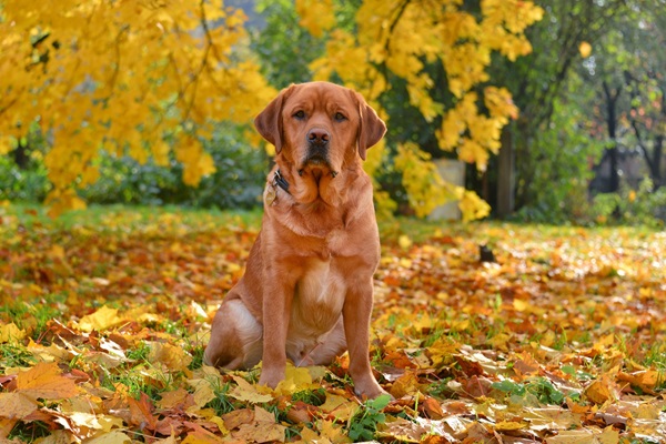 Romeo starp rudens lapām 2020.gadā