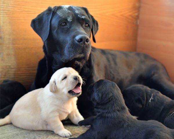 Labradors